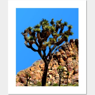 Joshua Tree National Park California Posters and Art